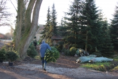 der Baum wird frisch abgeschnitten